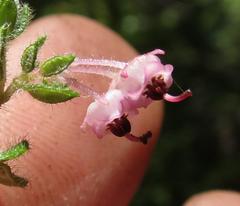 Erica grata