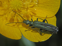 Oedemera virescens