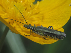 Oedemera virescens