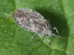 Tingis pilosa