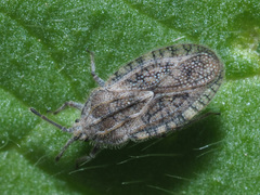 Tingis pilosa