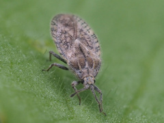 Tingis pilosa