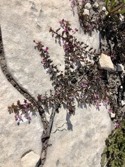 Indigofera mundiana