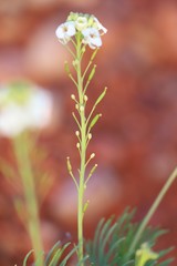 Arabidella glaucescens