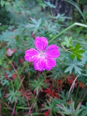Geranium sanguineum