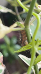 Lepidoptera