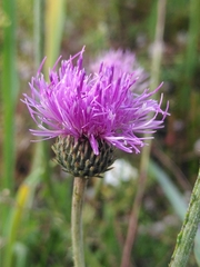 Cirsium tuberosum