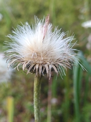 Cirsium tuberosum