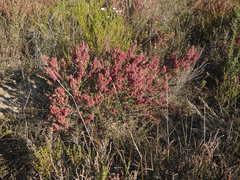 Erica puberuliflora
