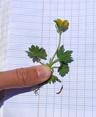 Ranunculus sartorianus