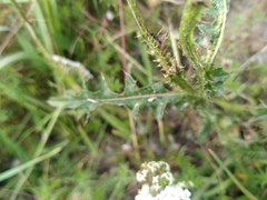 Cirsium tuberosum