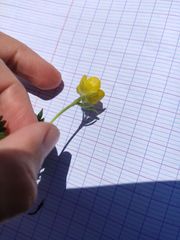 Ranunculus sartorianus