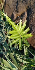 Pteris minor