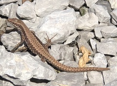 Podarcis muralis