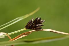 Carex foetida