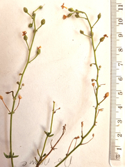 Chaenostoma subnudum