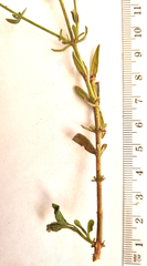 Chaenostoma subnudum