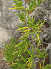 Cliffortia neglecta