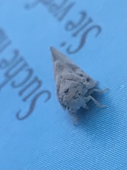 Metcalfa