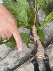 Arsenurinae