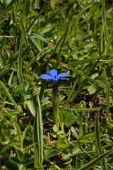 Gentiana brachyphylla
