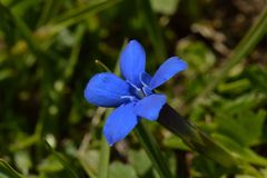 Gentiana brachyphylla