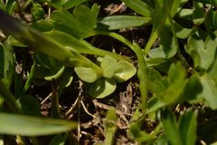 Gentiana brachyphylla