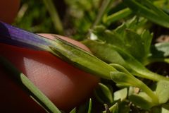 Gentiana brachyphylla