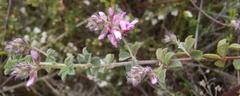 Indigofera alopecuroides