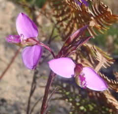 Polygala triquetra