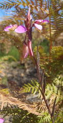 Polygala triquetra