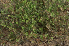 Lepidium apetalum
