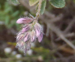 Indigofera alopecuroides