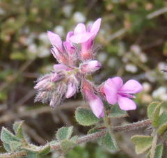 Indigofera alopecuroides
