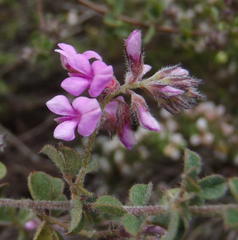 Indigofera alopecuroides