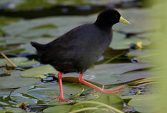 Zapornia flavirostra