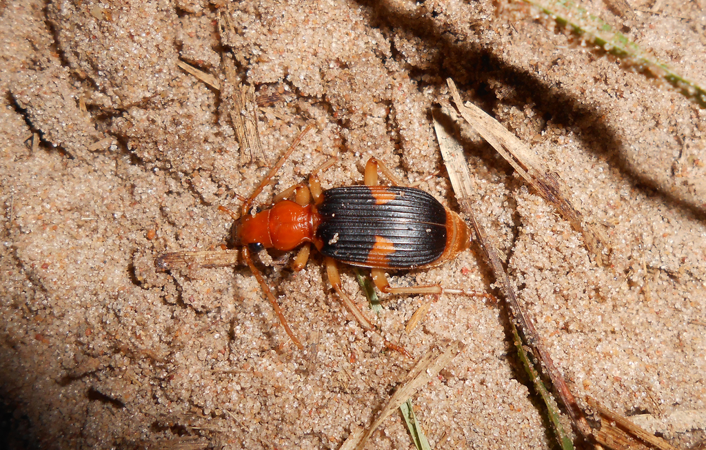 Pheropsophus aequinoctialis