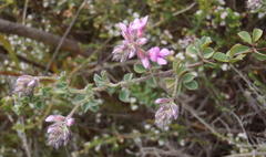 Indigofera alopecuroides