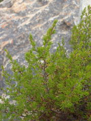 Cliffortia tuberculata