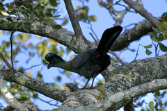 Tauraco porphyreolophus