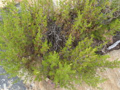 Cliffortia tuberculata