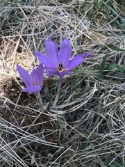 Colchicum autumnale