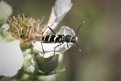 Clytus schneideri
