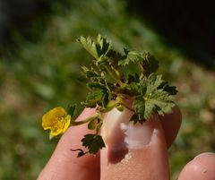 Potentilla brauniana