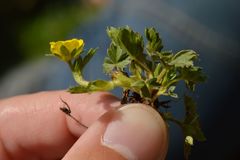 Potentilla brauniana