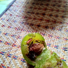 Grapholita funebrana