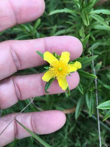 Shrubby St. Johnswort (Hypericum prolificum)