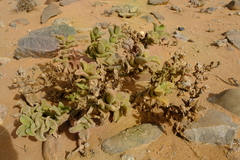 Mesembryanthemum pellitum