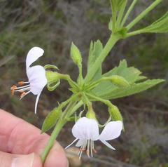 Pelargonium ribifolium