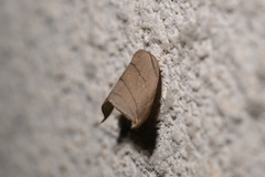 Pseudalbara parvula